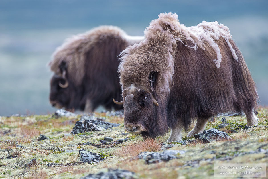 Moschusochsen auf der Tundra im Dovrefjell