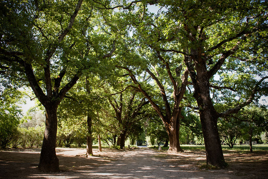 Ces arbres centenaires sont majestueux dans ce cadre enchanteur