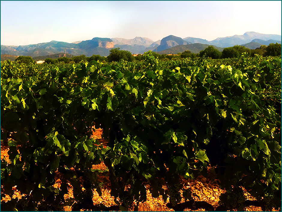 Vinhedo no povoado de Consell. No fundo podemos apreciar este povoado e a Serra de Tramuntana.