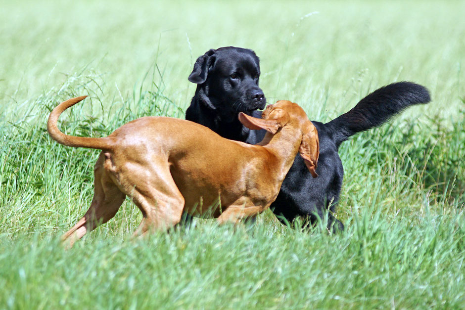 Eckard vom Hülser Bruch. Labrador meets Rhodesian