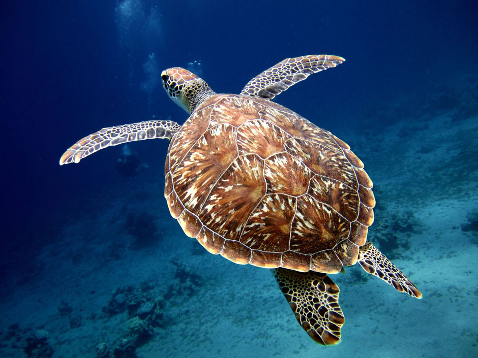 Meeresschildkröte Akumal