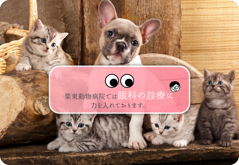 栗東動物病院では眼科の診療に力を入れております。