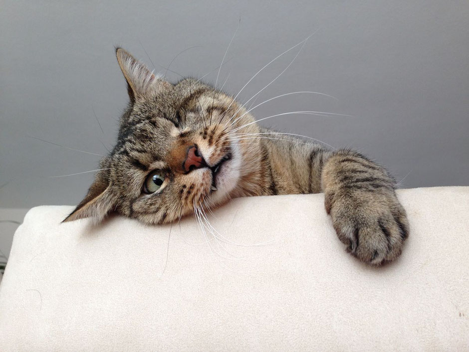 Katze aus dem Sack