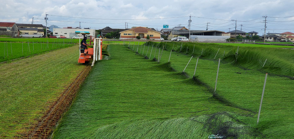 国産い草の栽培風景