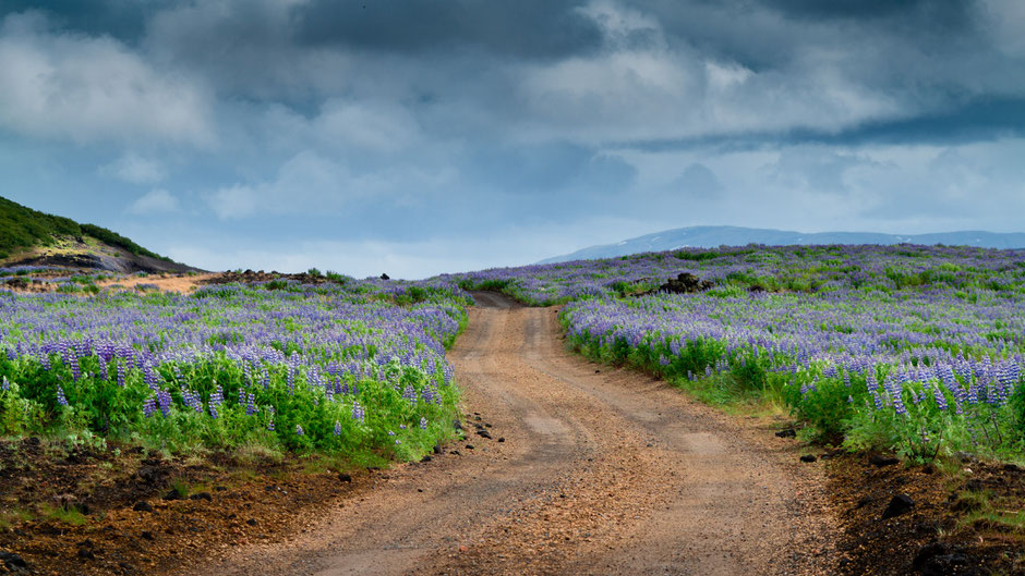 Lupinen auf Island. Bild von Einar H. Reynis auf Unsplash.