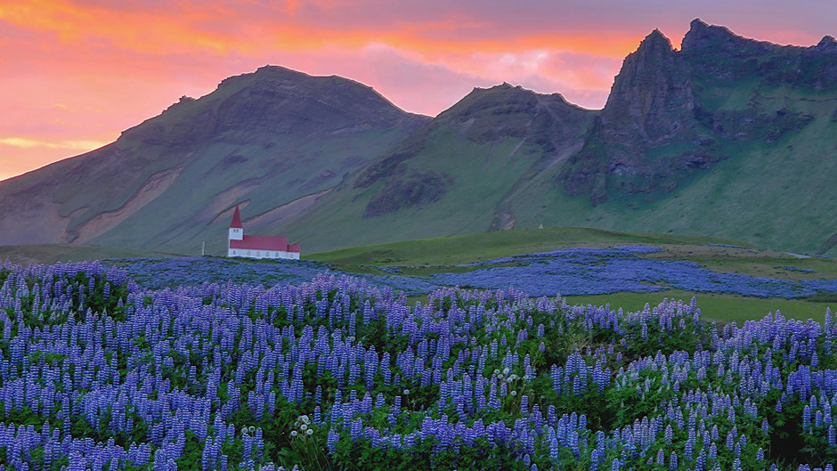 Sonnenaufgang über einer Blumenwiese in Island. Bild von Nunzio Guerrera auf Unsplash.