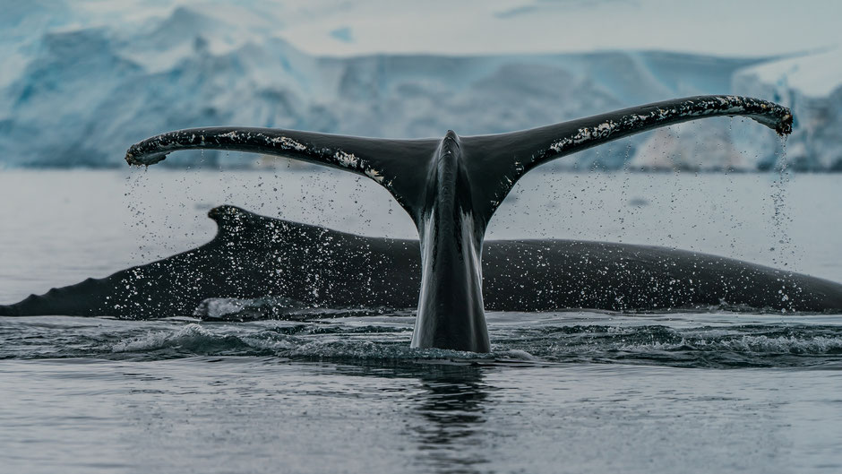 Wal taucht aus Meer auf. Bild von Rod Long auf Unsplash.