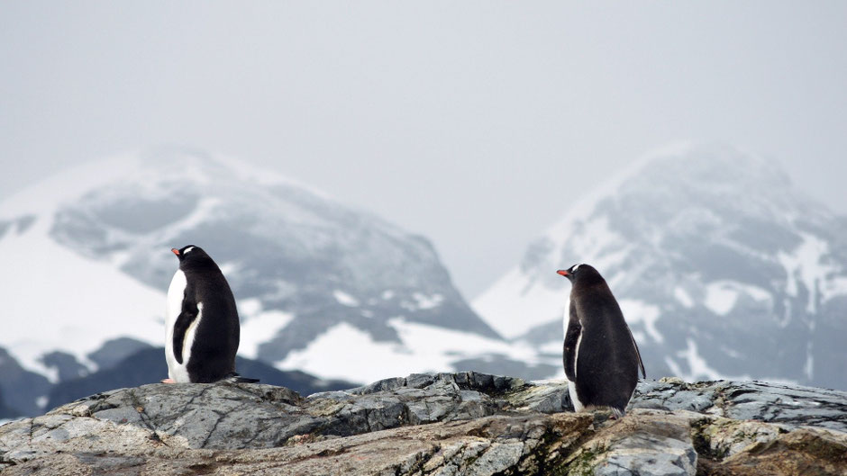Zwei Pinguine auf einem Felsen. Bild von Eduardo Ruiz auf Pixabay.