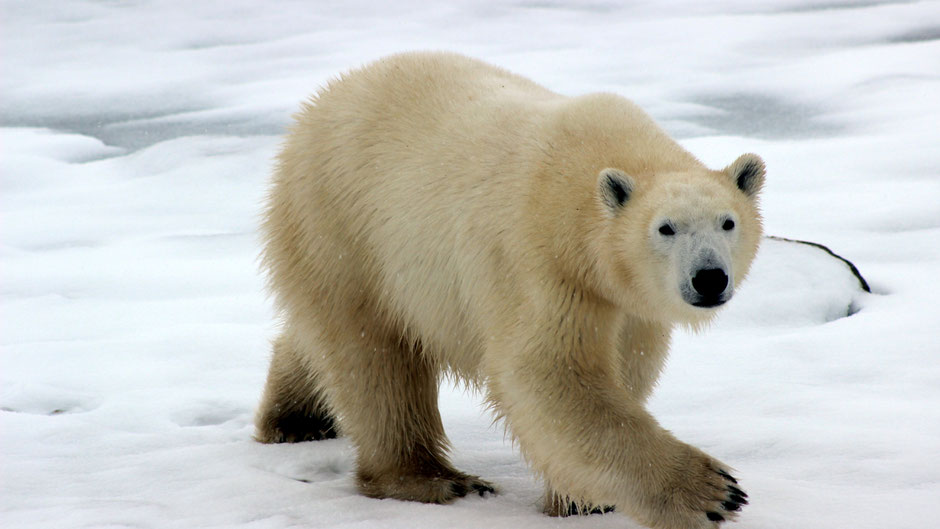 Ein Eisbär schaut in die Kamera. Bild von Dan Bolton auf Unsplash.