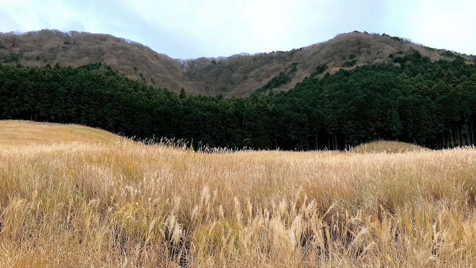 仙石原すすき草原