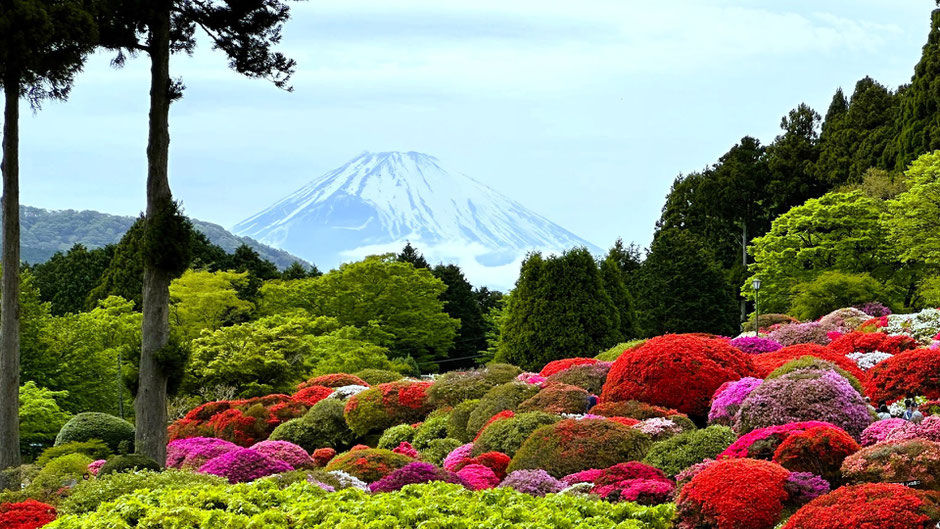 富士とつつじの庭