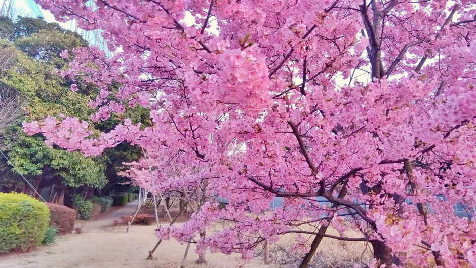 水路沿いの河津桜