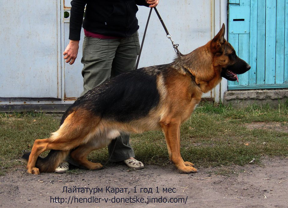 Лайтатурм Карат, 13 мес, Донецк