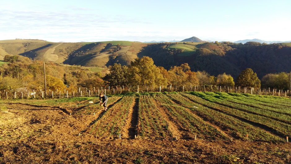 Safran : la safranière à Ossès Pays-Basque