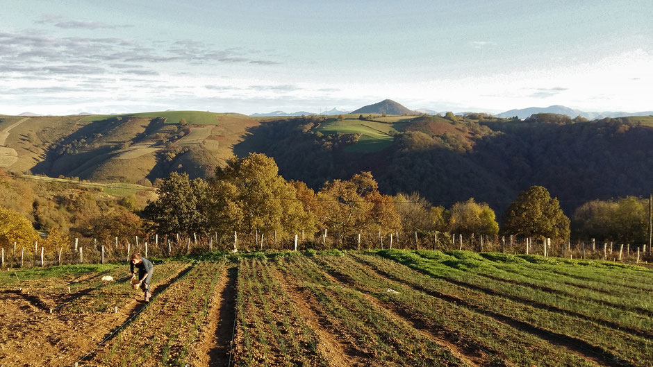 Safran : la safranière à Ossès Pays-Basque