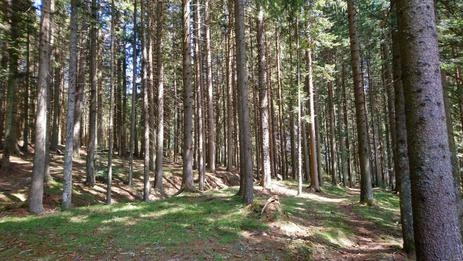 Wald, Waldheimat, Bäume, Waldboden