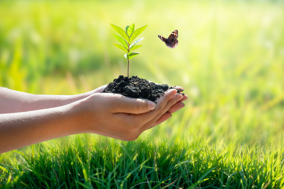 Foto: Sarayut_SY/Shutterstock.com