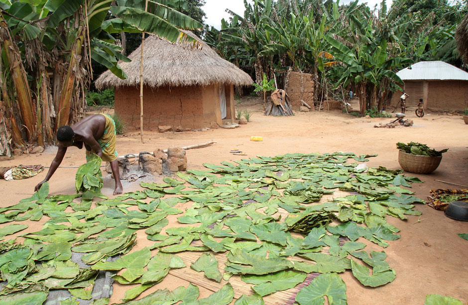 Dried leaves of tobacco. Tori.