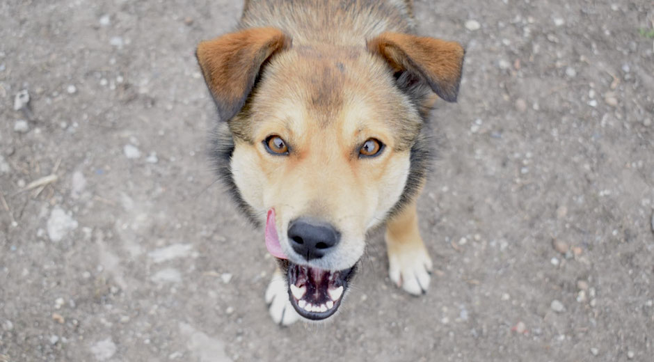 Junghund Rusty adoptieren
