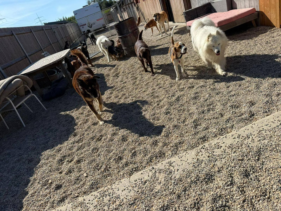 Cesare fühlt sich sehr wohl in der Hundegruppe