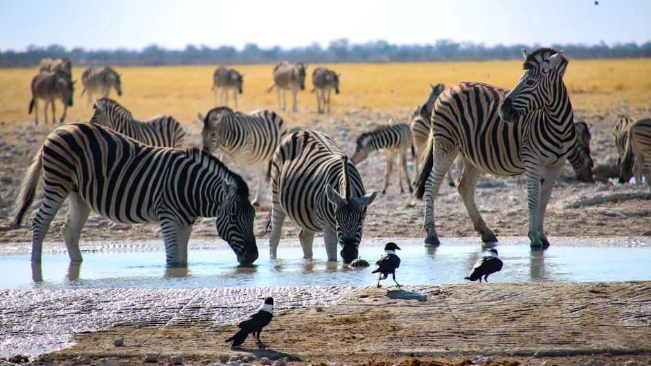 Etosha Nationalpark