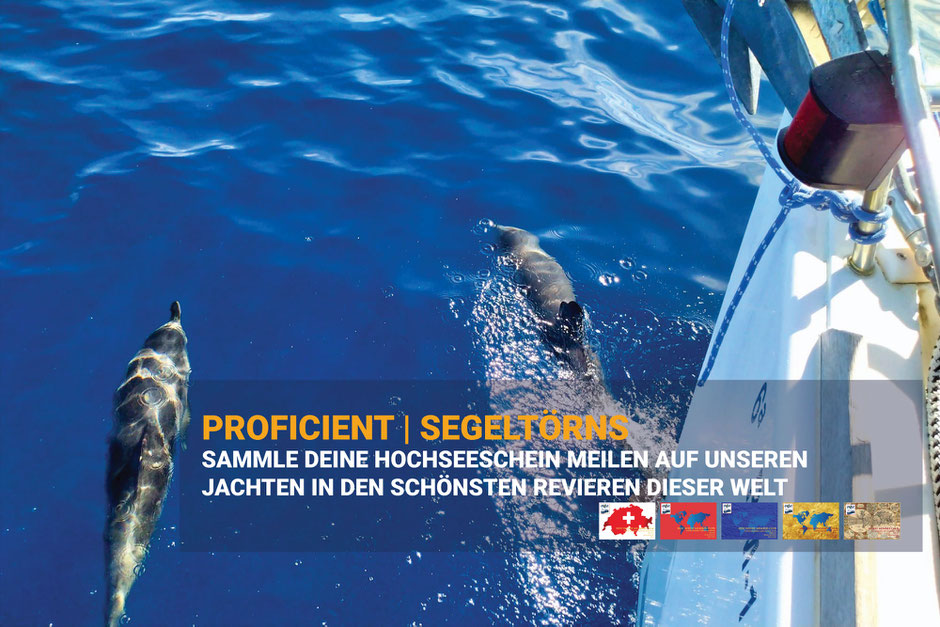 Delfine begleiten Segelyacht auf HOZ Hochseetörn, Meilennachweis für den Schweizer Hochseeschein, faszinierende Naturerlebnisse
