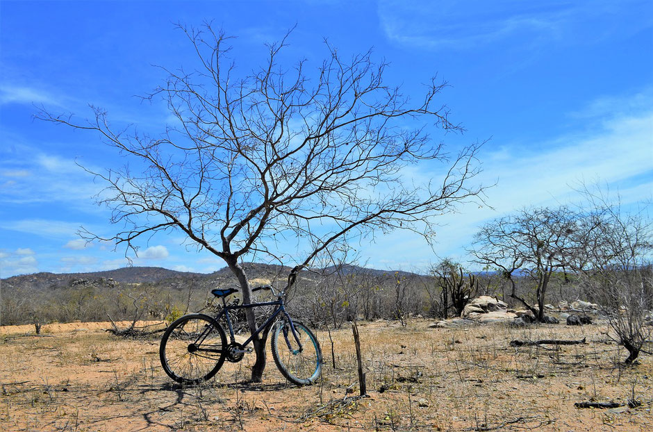 Vélo posé sur un arbre dé-séché.