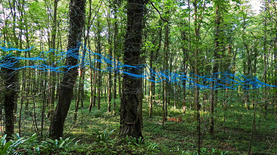 AU PASSAGE   Forêt d'Halatte juin 2017