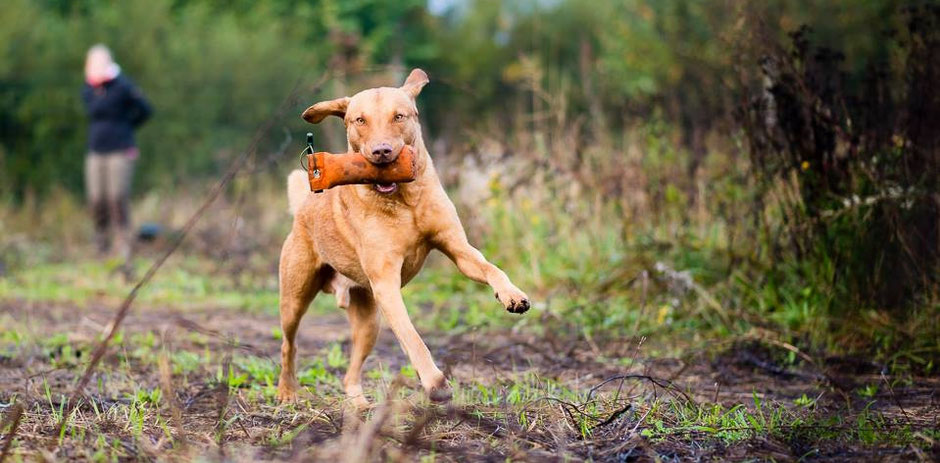 Chesapeake Bay Retriever Deutschland Work&Talk WorkandTalk Welpen Chessie DRC Retriever Club Jagdhund Wasserspezialist Wasserhund Entenhund Gänsehund Hundearbeit Dummytraining