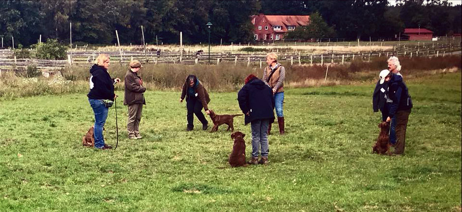 Chesapeake Bay Retriever Welpen Training CBR 