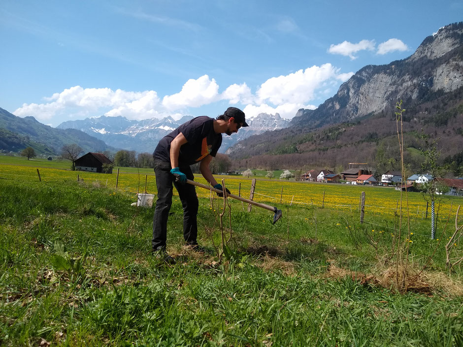 Artenförderung, Neuntöter, Wendehals, Gartenrotschwanz, Wiedehopf, Strauchgruppe, Wilde Rose, Holunder, Schneeball