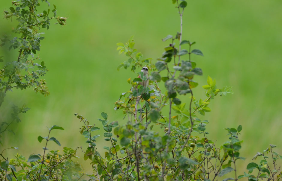 Neuntöter sitzt auf Warte in einem Rosenstrauch