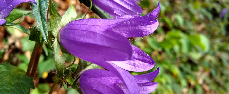 Nesselblättrige Glockenblume, Campanula trachelium,