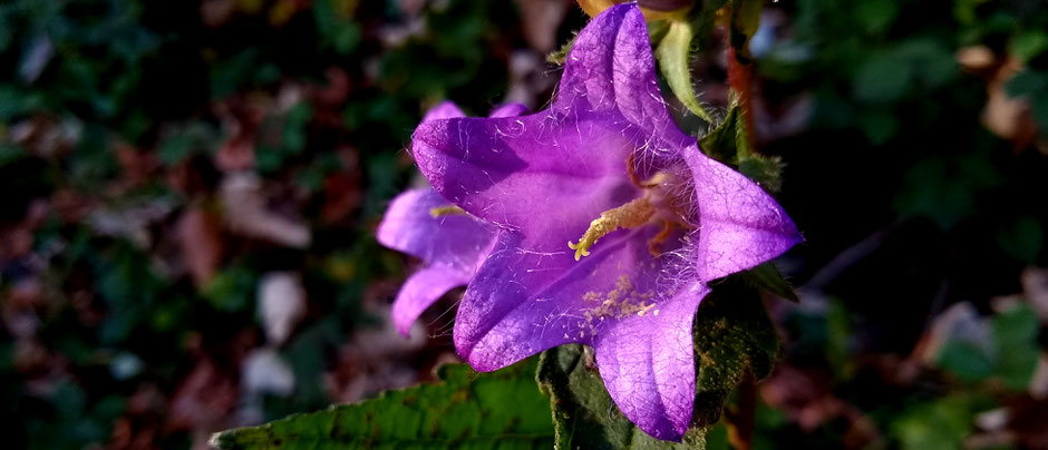 Nesselblättrige Glockenblume, Campanula trachelium,
