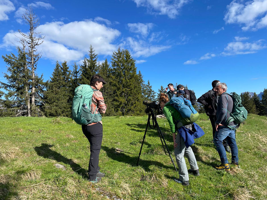Exkursion im Bergwald, Ringdrossel, Wangs, Pizol