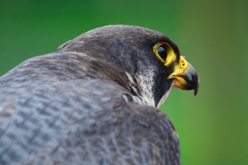 Besucherlenkung, falco peregrinus, Klettern, Highline, Slackline, Störung, Flächerberg, Fläsch, Felsenbrüter, 