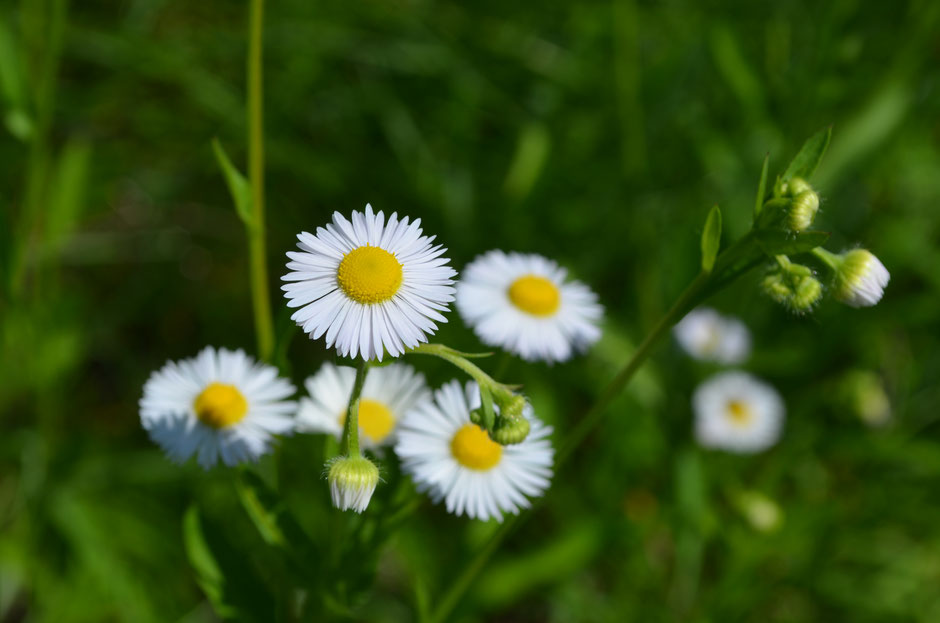 Erigeron annuus, Neophyten, Blütenstand, Einjähriges Berufskraut, Weisses Berufskraut, Feinstrahl