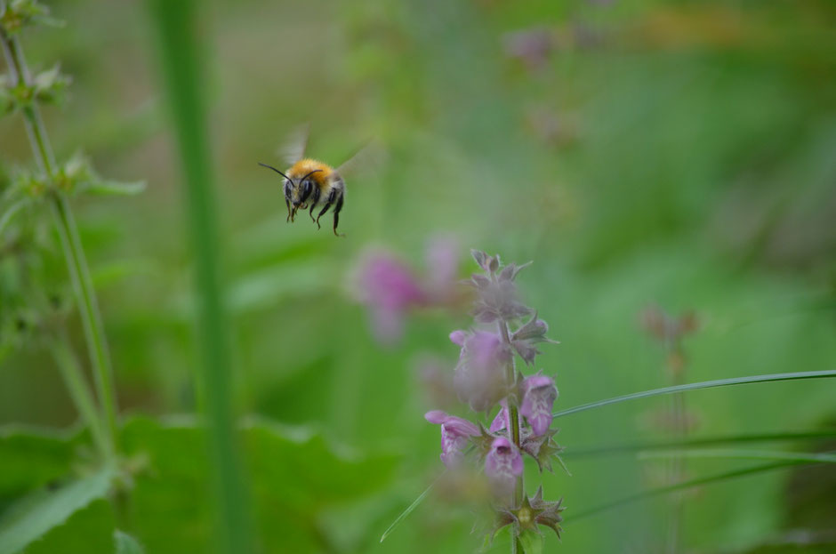 Hummel startet durch zur nächsten Blüte