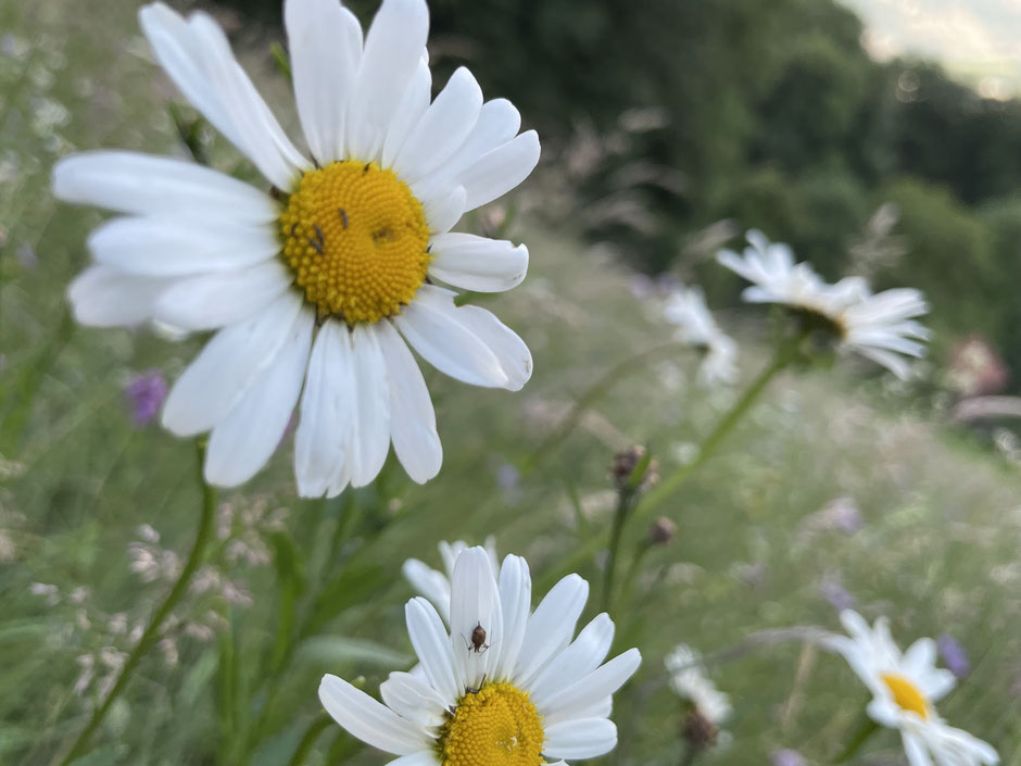 Wiesenmargerite, Blumen, Blüten, Insekten