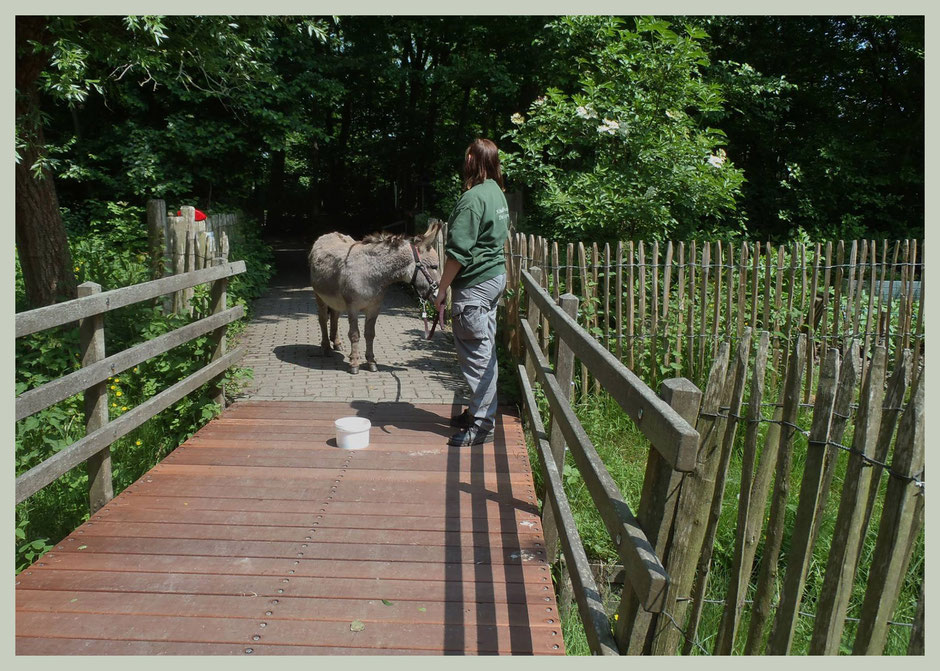 Een bakje brokjes op de brug, losse touw.. Ezel nog niet in focus