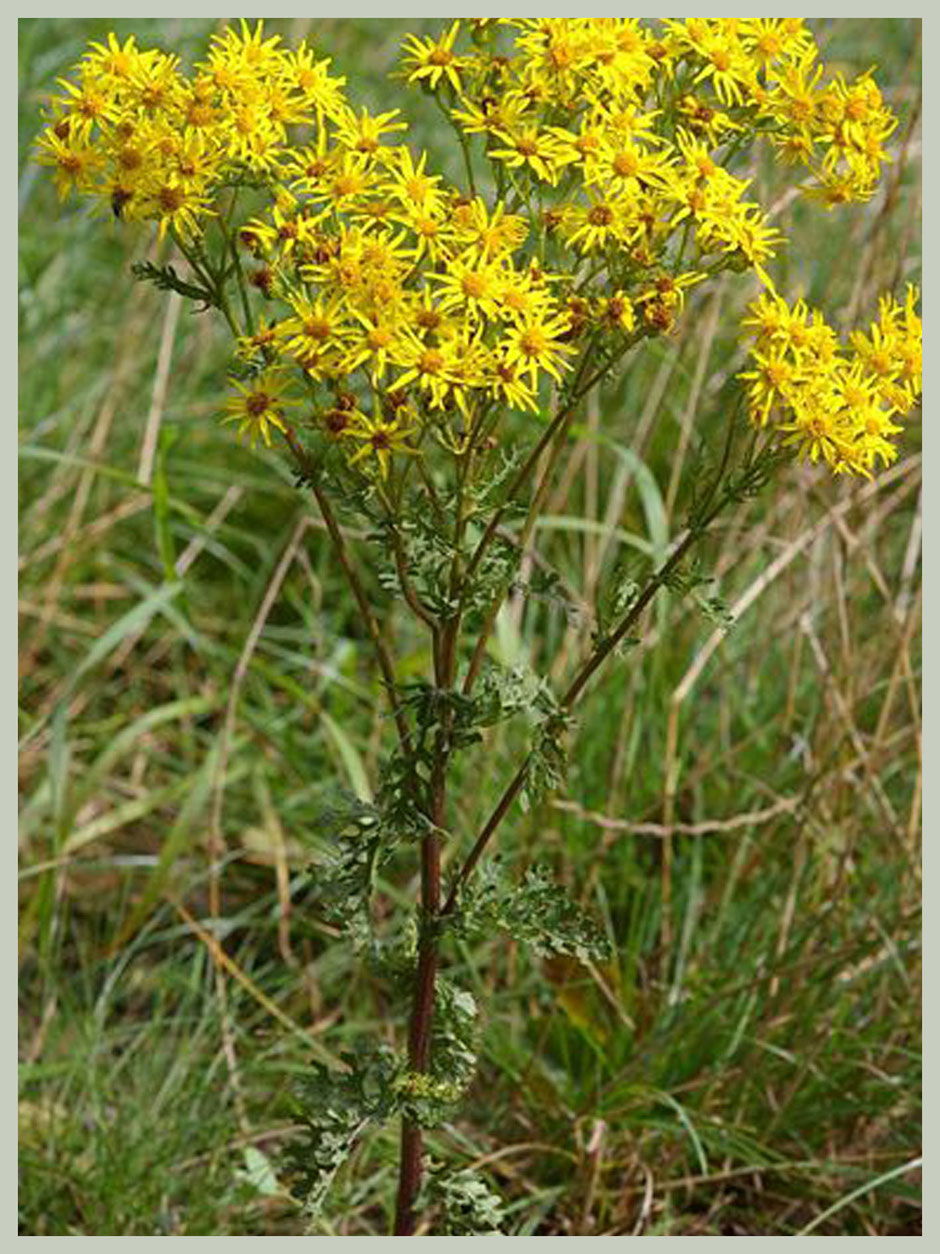 St.Jacobskruiskruid: plant in bloei.