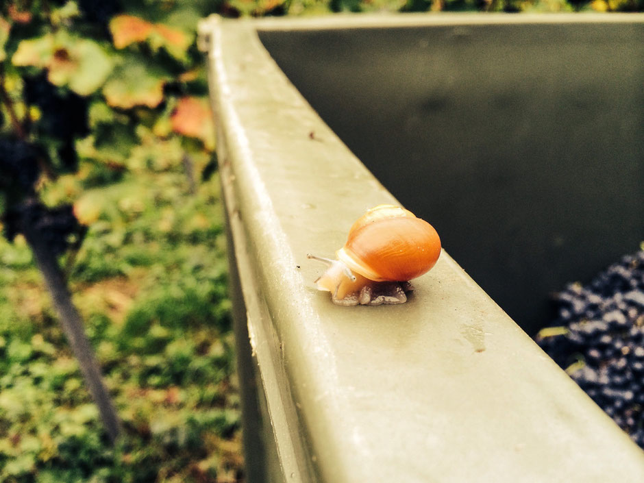 kleine Schnecke – ein Zeichen der Artenvielfalt im Ökosystem Weinberg