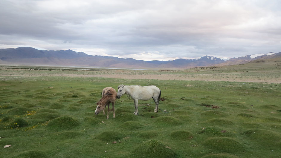 trek ladakh guide local leh