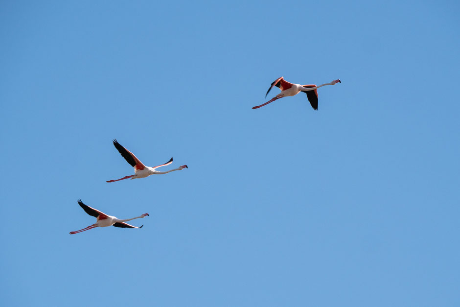 visiter la camargue en deux jours