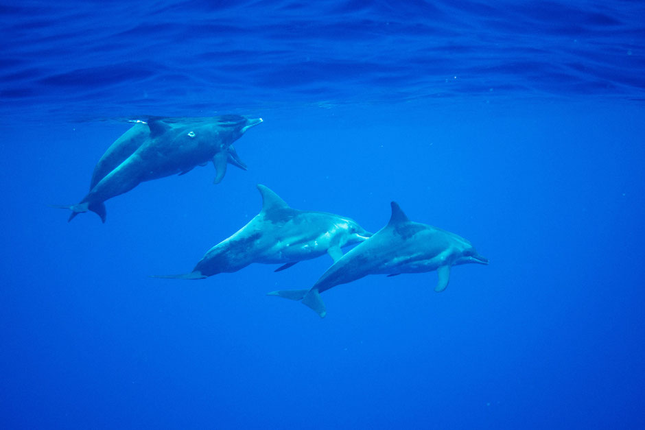 plongée moorea dauphins