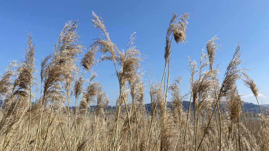 ,starker Wind, Luft, Lüften der Wohnräume, Tipps zum Lüften, Energiefluss, Feng Shui, Lichtblick, Klarheit, Lebensenergie Qi, Feng Shui