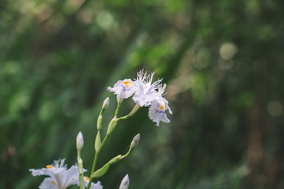 【難病平癒の観音様】福岡県みやこ町「胸の観音」シャガの花