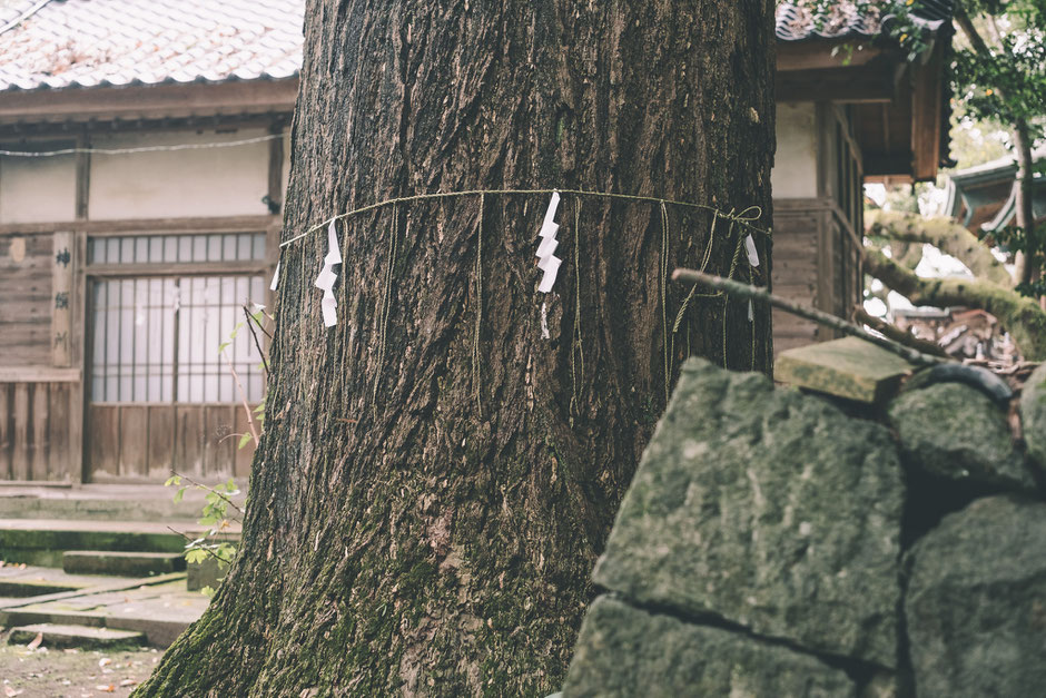 かつて海の中にあった八幡社? 豊後高田市「別宮八幡社」御神木