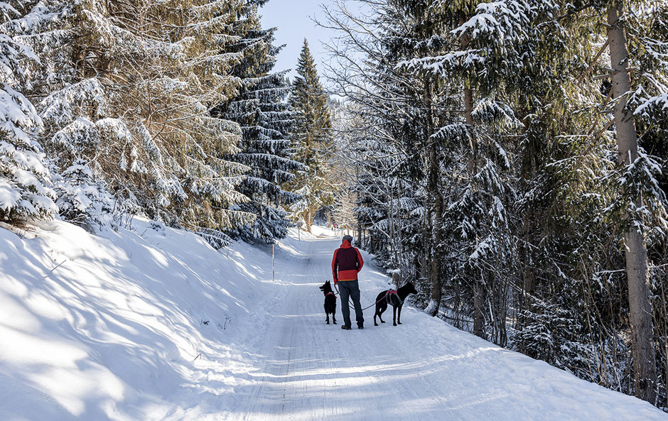 Winterwandern Tannheimer Tal, Bergurlaub mit Hund, Haldensee, Adlerhorst