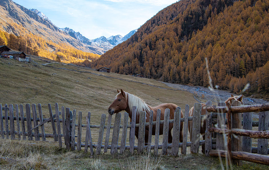 Wandern im Vinschgau, Pfossental, Schnalstal, Eishof, Bergurlaub mit Hund, Wandern im Herbst Südtirol